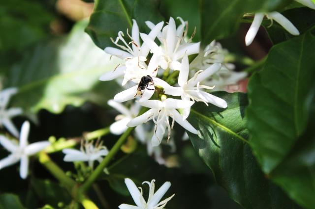 kaffeplante i blomst